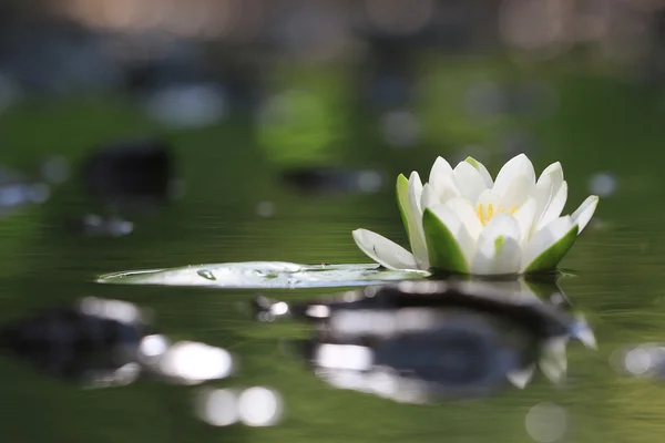 Lily flor en el lago — Foto de Stock