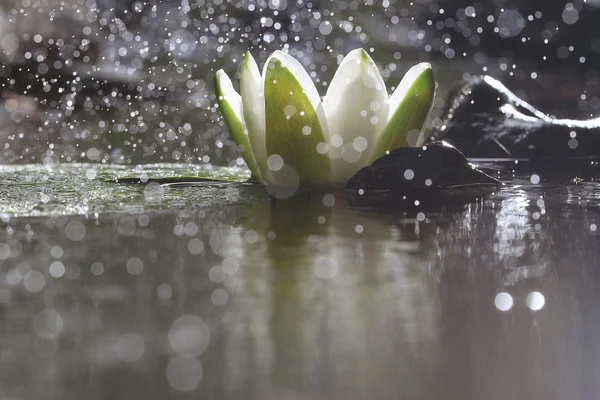 Lily flower on lake — Stock Photo, Image