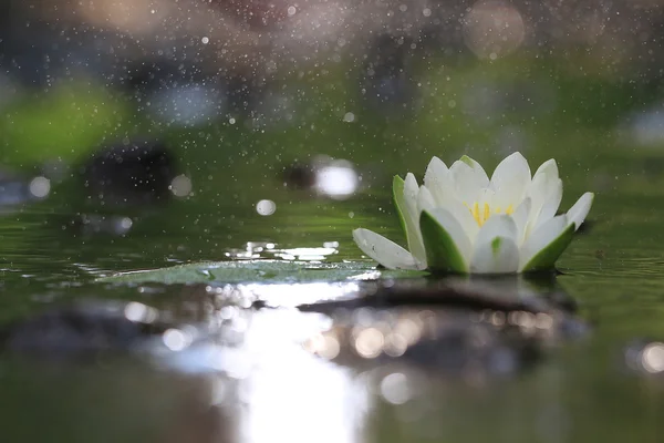 Lily flower on lake — Stock Photo, Image