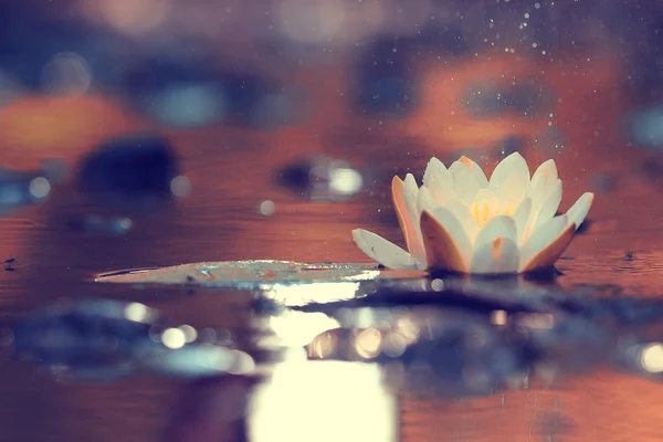 Liliom virág-tó — Stock Fotó