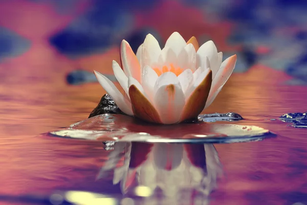 Lily flower on lake — Stock Photo, Image