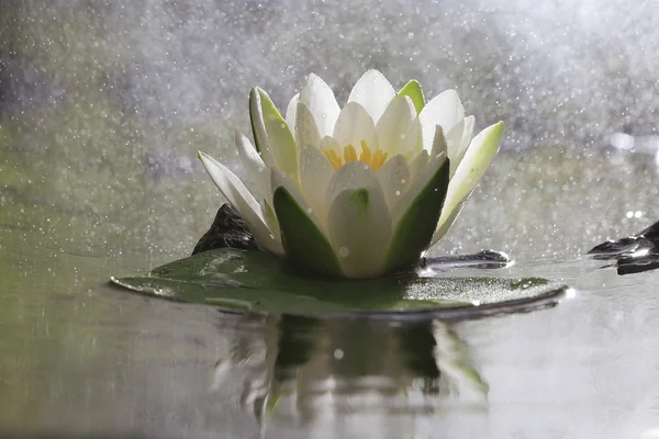 Квітка лілії на озері — стокове фото
