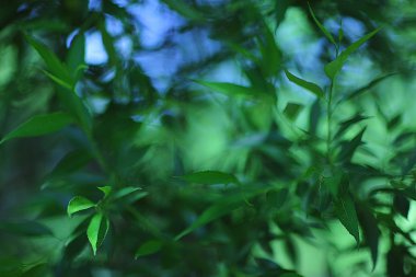 Yeşil genç yaprakları