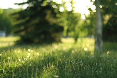 Parkta yeşil çimenler