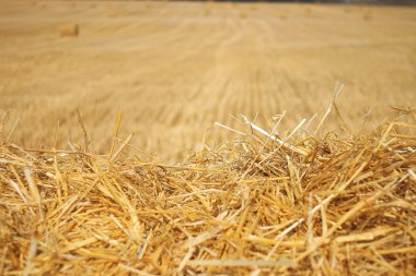 yığınları ile tarım alanı