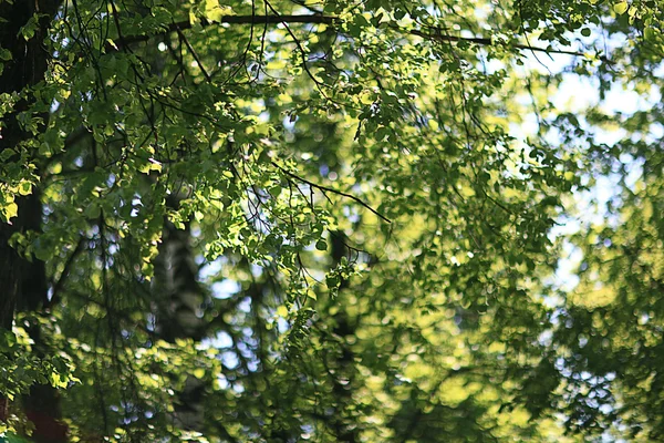 Hojas verdes jóvenes —  Fotos de Stock