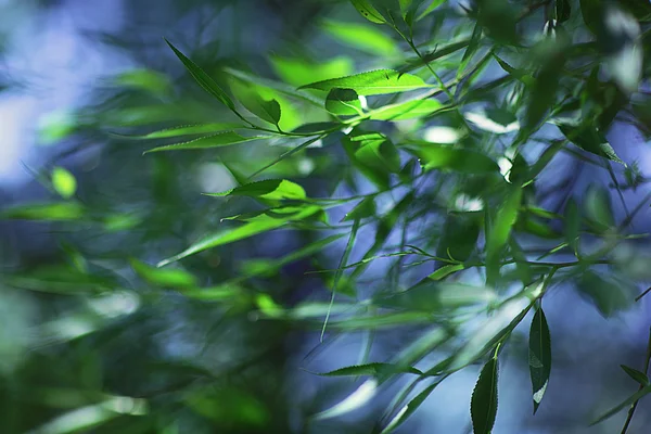 Green young leaves — Stock Photo, Image