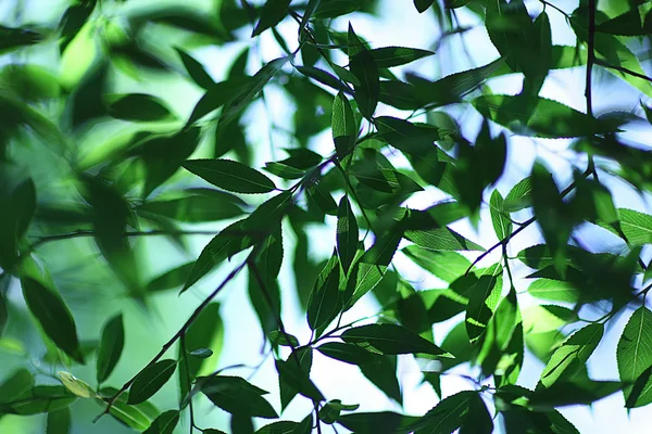 Hojas verdes jóvenes —  Fotos de Stock