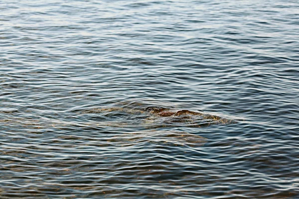 Wasserbeschaffenheit — Stockfoto