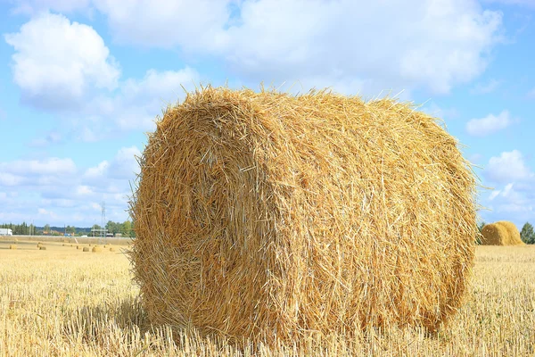 Agricultural field with stacks — Stock Photo, Image