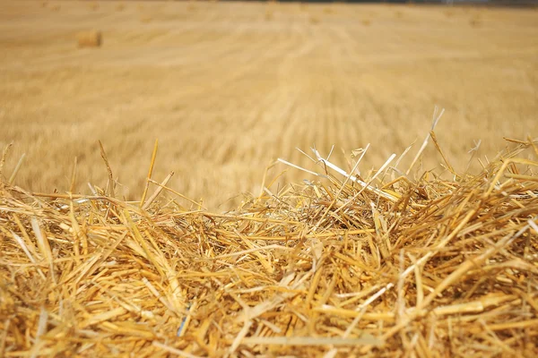 Campo agrícola con pilas —  Fotos de Stock