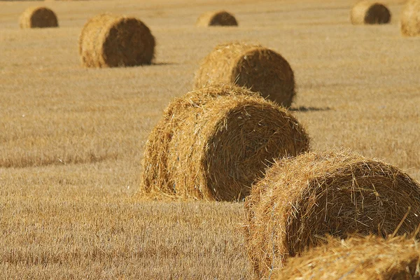 Agricultural field with stacks — Stock Photo, Image