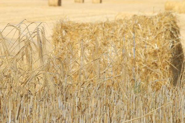 Campo agrícola com pilhas — Fotografia de Stock