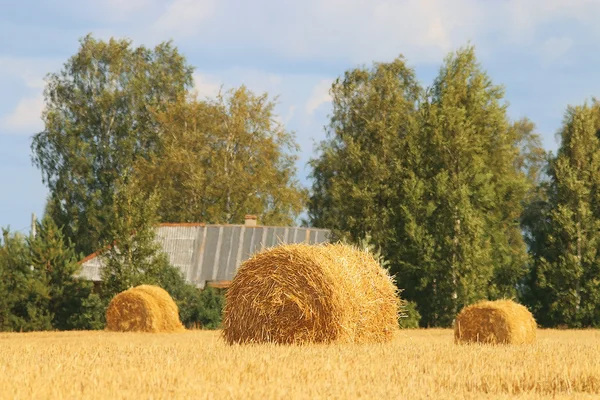 Campo agrícola con pilas — Foto de Stock