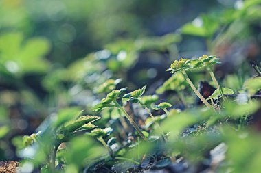 Çim ve çiçek orman