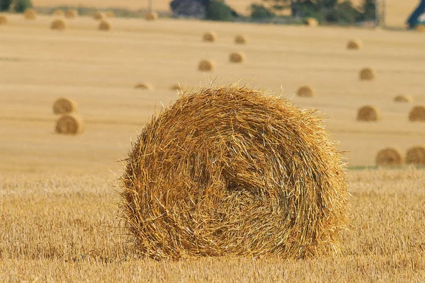 Agricultural field with stacks — Stock Photo, Image