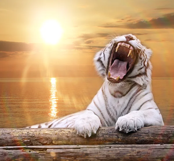 Vit albino tiger — Stockfoto