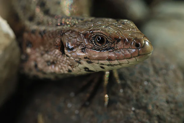 Lézard brun — Photo