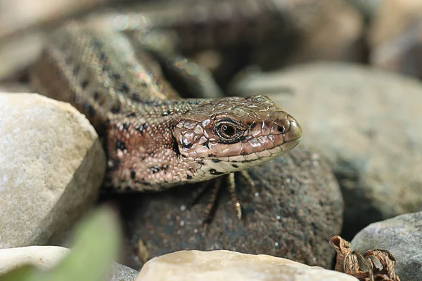 Brown lizard on rock — Stock Photo, Image