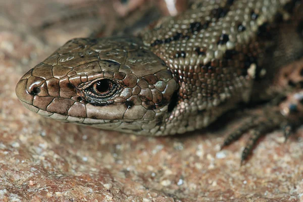 Lagarto marrón sobre roca — Foto de Stock