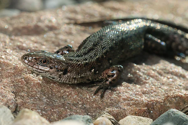 Brown lizard on rock — Stock Photo, Image
