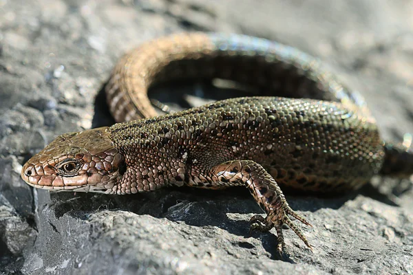 Lagarto marrón sobre roca — Foto de Stock