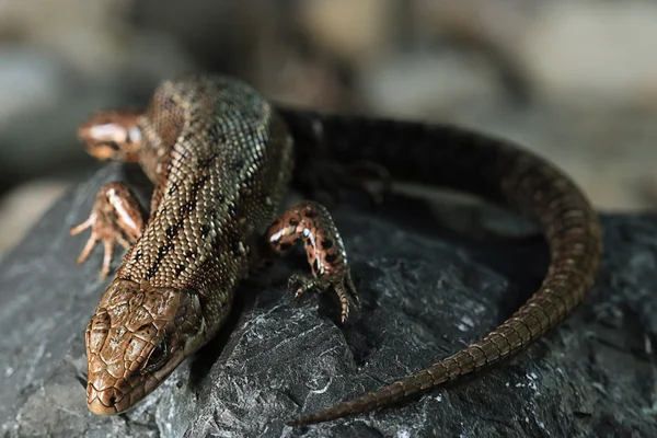 Lagarto marrón sobre roca — Foto de Stock