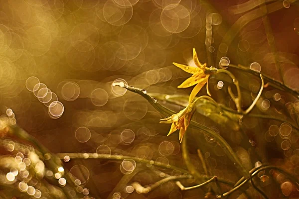 Gul blomma med solljus — Stockfoto