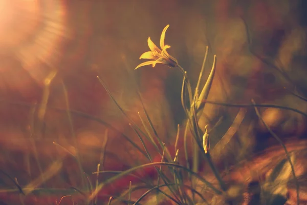 Žlutý květ s slunečního záření — Stock fotografie