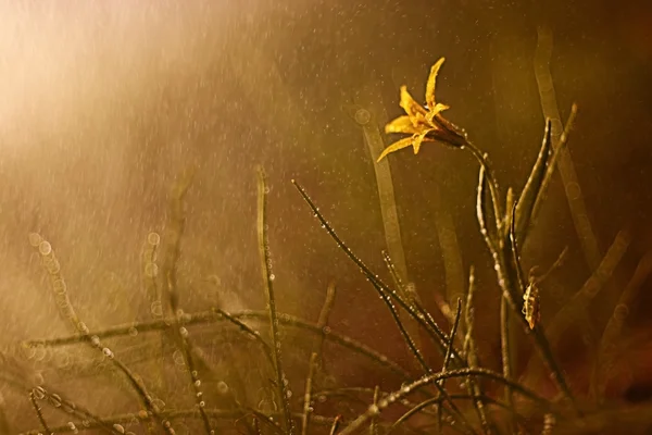 Gul vilda blomma — Stockfoto