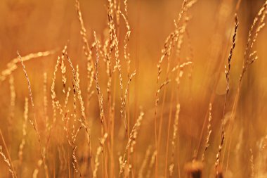 çim sahada günbatımı