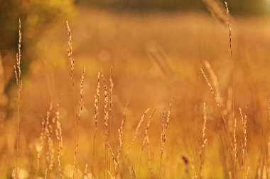 çim sahada günbatımı