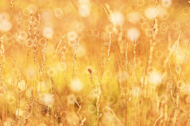 sonbaharda sarı çim