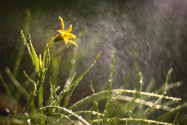 Gul blomma med vattendroppar — Stockfoto