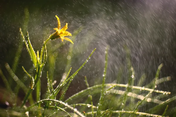 Fleur jaune avec gouttes d'eau — Photo