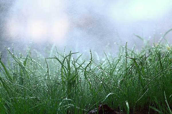 Erba con gocce d'acqua — Foto Stock