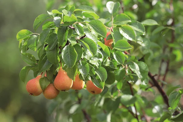 Fruto de pêra em um ramo — Fotografia de Stock