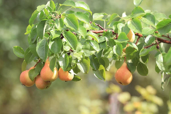 Pear fruit on a branch — Stock Photo, Image