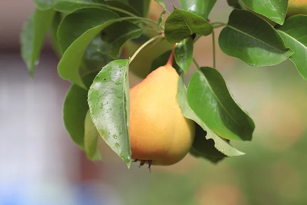 セイヨウナシ果実の枝に — ストック写真