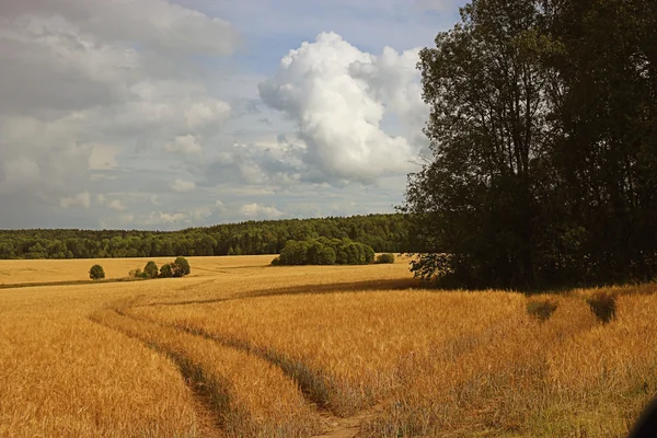 Straße im Weizenfeld — Stockfoto