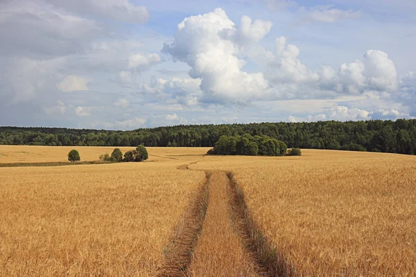 Road in wheat field — Stock Photo, Image