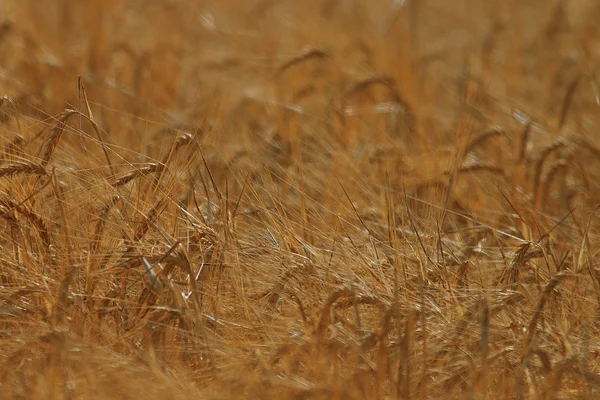 Campo de trigo — Fotografia de Stock