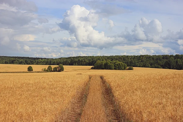 Silnice v pšeničné pole — Stock fotografie