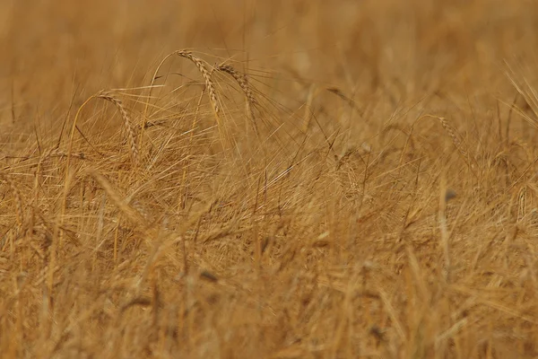 Gerst veld — Stockfoto