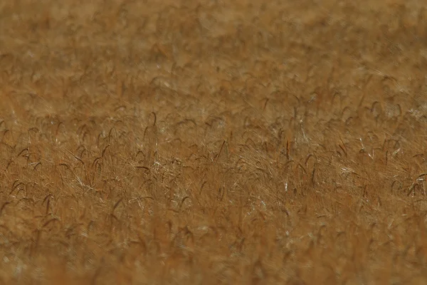 Wheat field — Stock Photo, Image