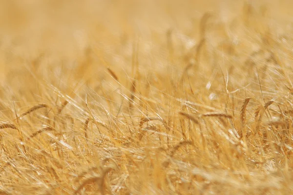 Tarweveld — Stockfoto