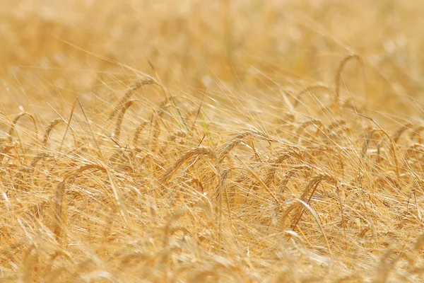 Gerst veld — Stockfoto