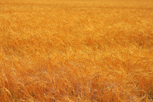 Barley field