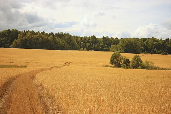 Silnice v pšeničné pole — Stock fotografie