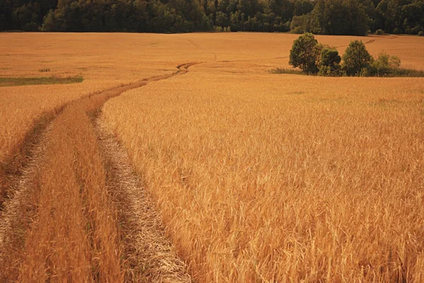 Road in wheat field — Stock Photo, Image